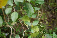 Hemidesmus indicus var. pubescens